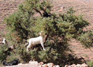 Chèvres dans un arganier - photo I. Six
