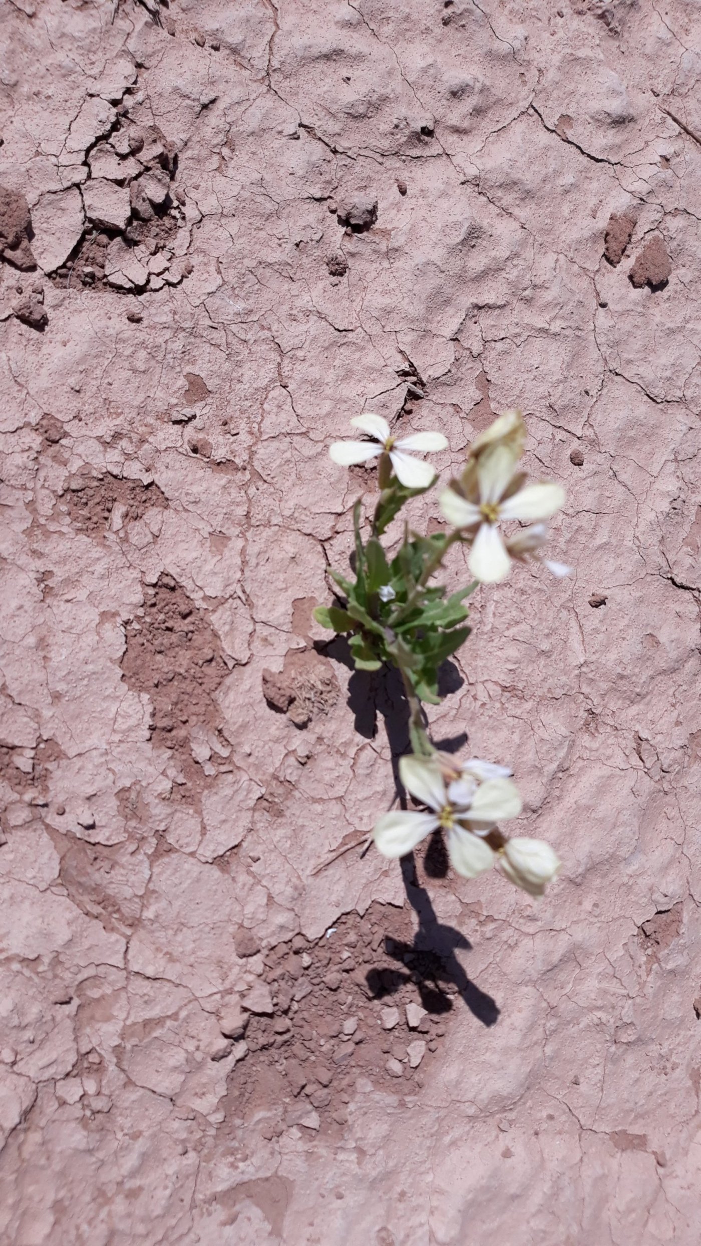 fleur du désert plante